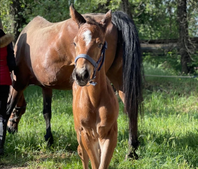 Caballos magníficos 