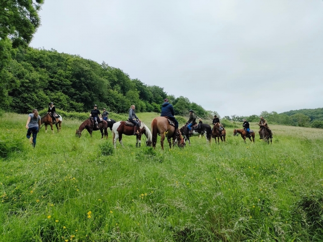  Champs verdoyant pour les balades à cheval  