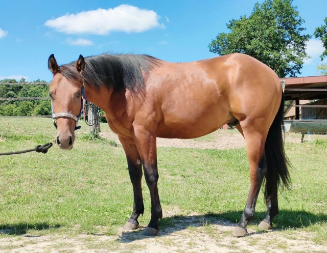  Muy bonito caballo de color caramelo. 