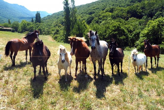 ¡Nuestros simpáticos ponis te están esperando! 