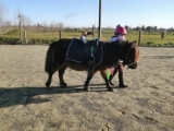 Einführung in die Ponys in Roiffe – 30 Minuten