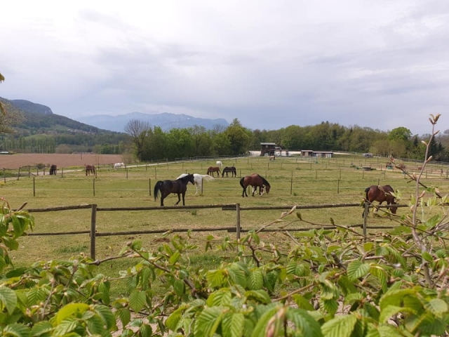 Balade relaxante dans les champs.