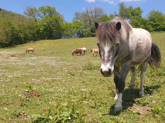 Un poney vous attend !