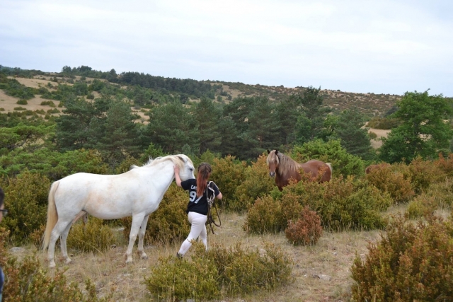 Promenade du cheval.