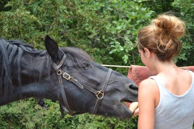 Bien prendre soin du cheval.
