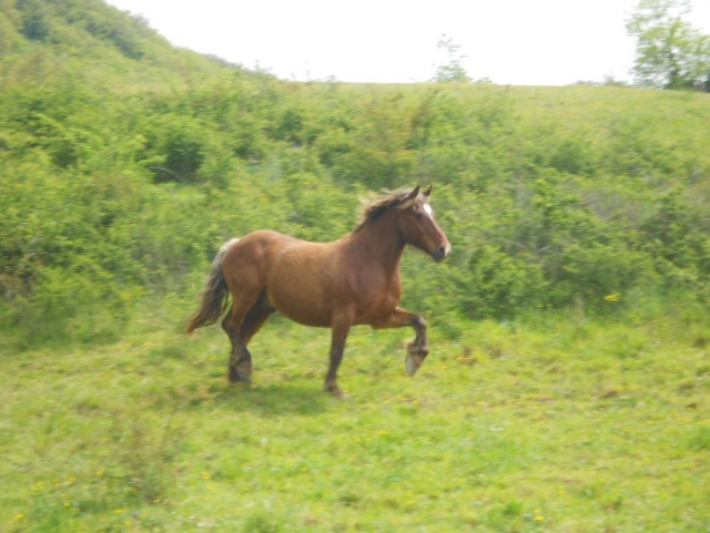 Un cadre magnifique pour de l’équitation.