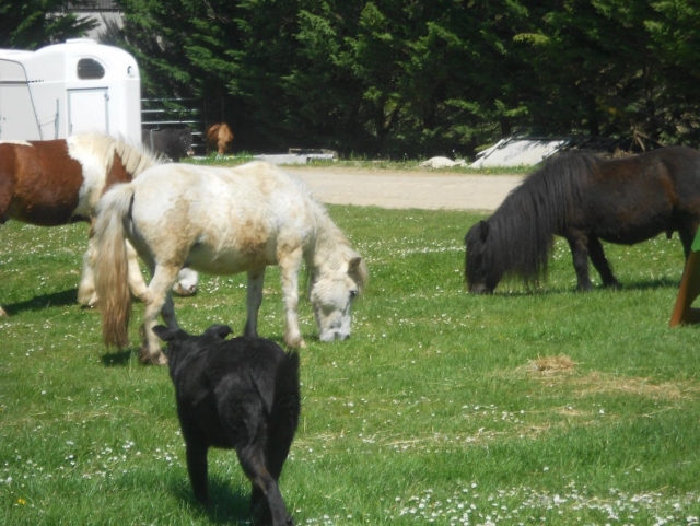 Nos beaux chevaux à Bastide-Pradines.