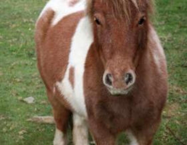  Geflecktes Pony 