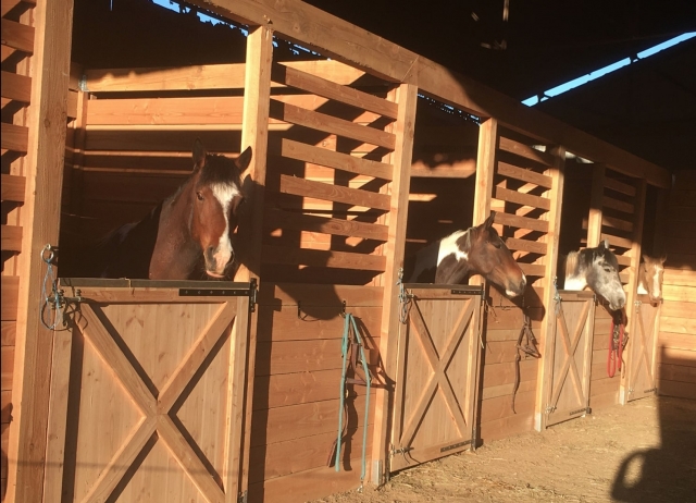  Happy Horses 