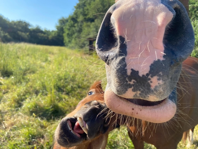 Des chevaux un peu fous mais très gentils ! 