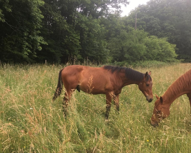 Des chevaux magnifiques 
