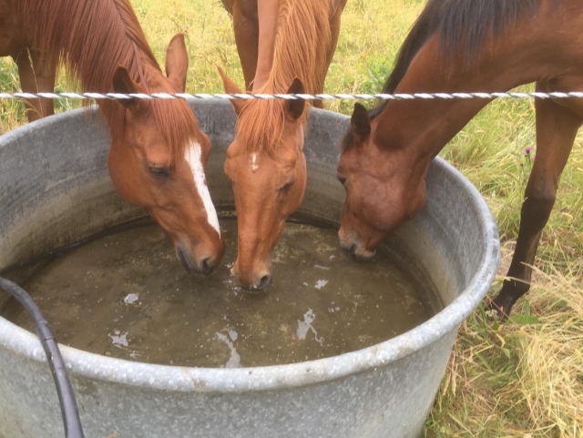 Entretien d'un cheval.