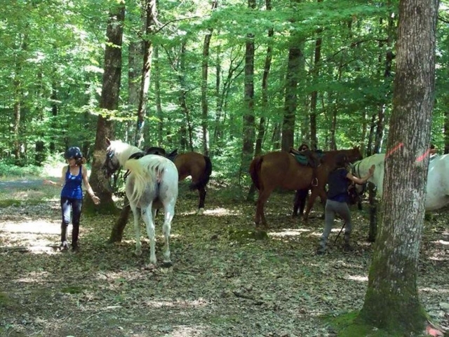 Une pause dans la forêt.