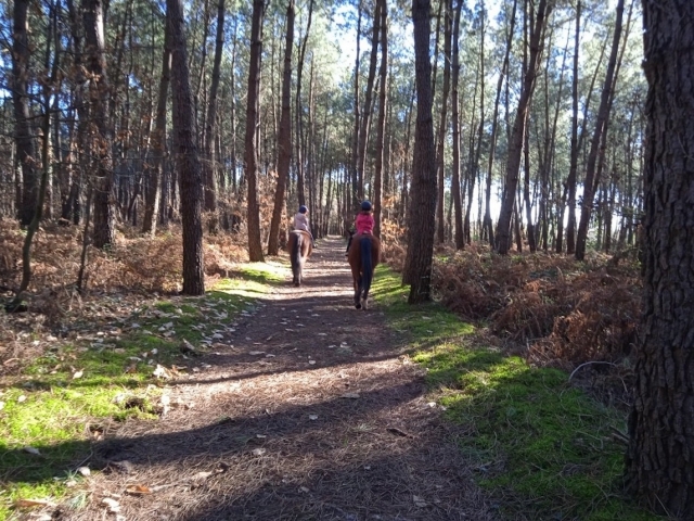 Balade dans les Bois.