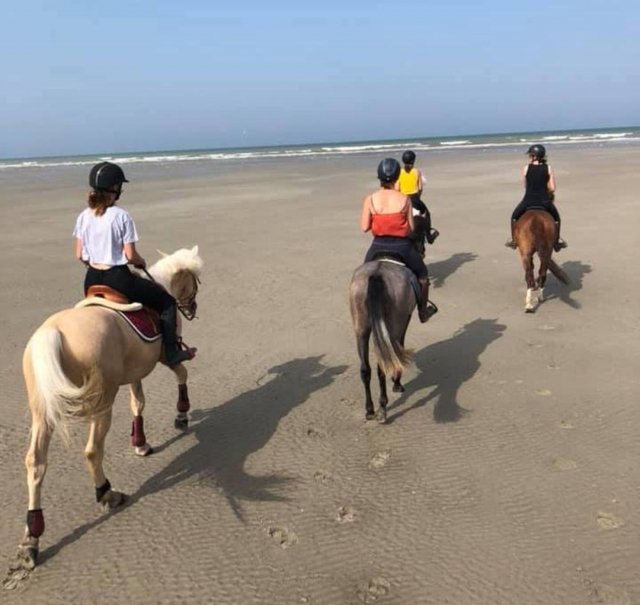 Balade sur les poneys Shetland près de la plage