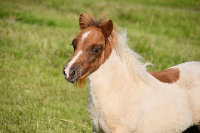 Notre poney n'attend que vous pour visiter les paysages de la Marne ! 