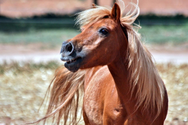 Magnifique poney du centre équestre 