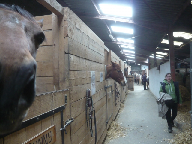 Establos de caballos cerca de Ginebra 