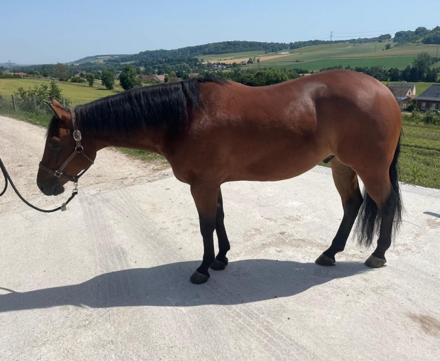 Um lindo cavalo espera você! 