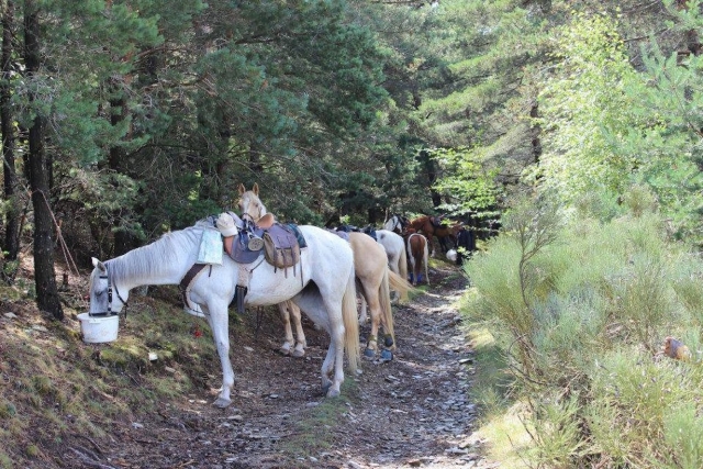 Los caballos se toman un pequeño descanso. 