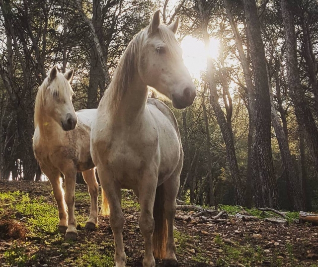  Ruhe für die Ponys 