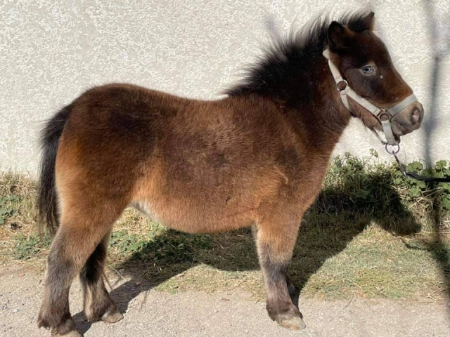  Kleine Ponys, angepasst an die Größe Ihrer Kinder 