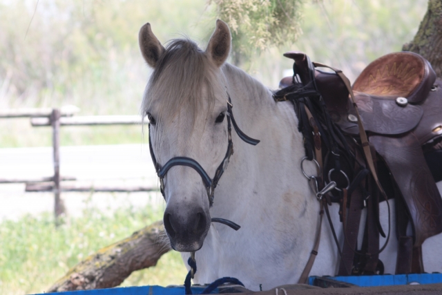  Unser Pony ist für einen Ausritt gerüstet 