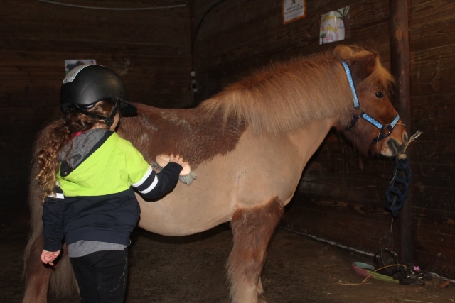 Soin du poney Shetland