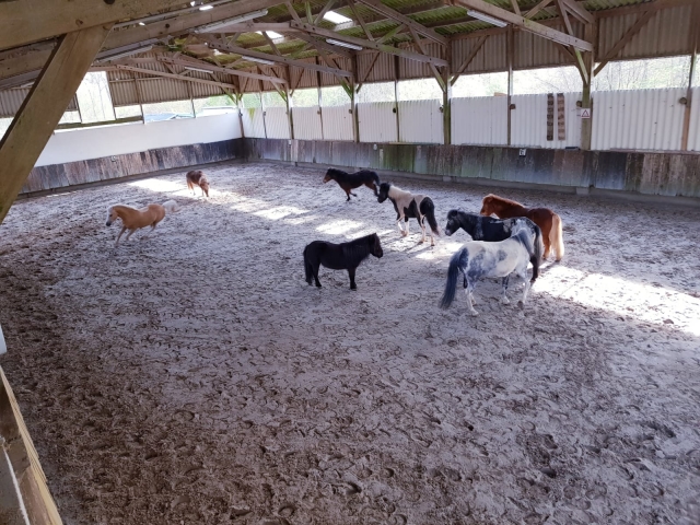 Poneys dans le manège de L'Isle Adam 