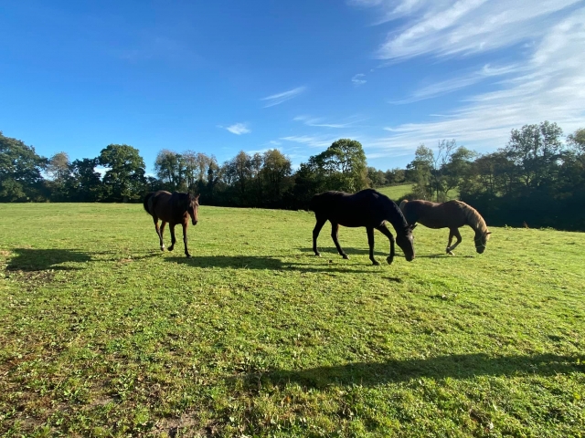 Nos chevaux dans le prés