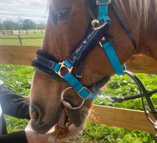 On récompense les chevaux 