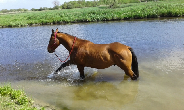  I nostri cavalli amano l'acqua 