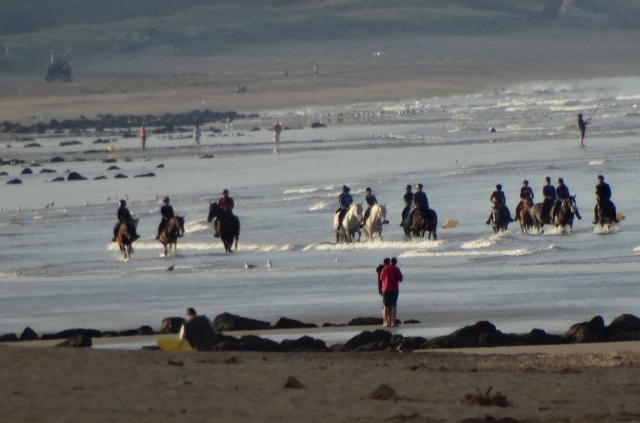 Nos chevaux adorent aller dans l'eau