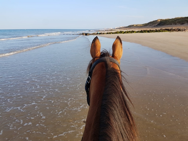 Balade à cheval sur une plage Vendéenne