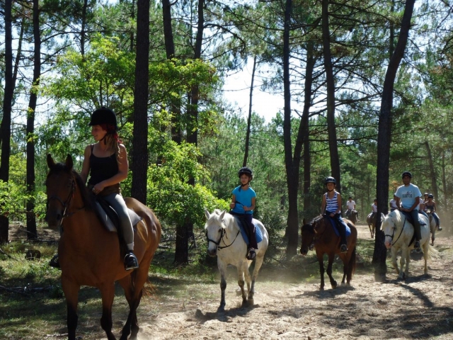 Spaziergang zwischen den Pinien der Vendée 