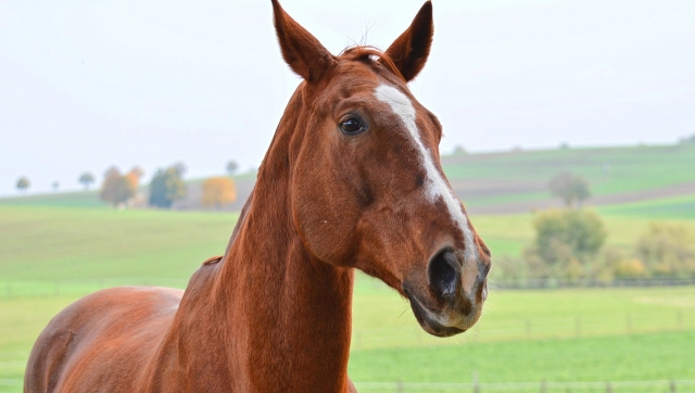  Unser Pferd wartet auf Ihren Ausritt 