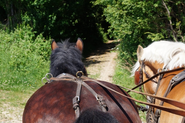  Kutschfahrt in der Picardie 