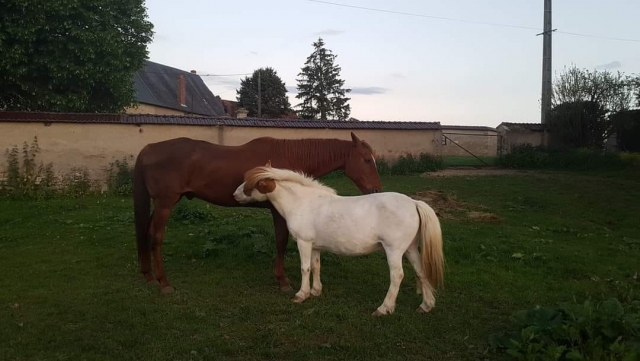  Time to rest for the horses of Nièvre 
