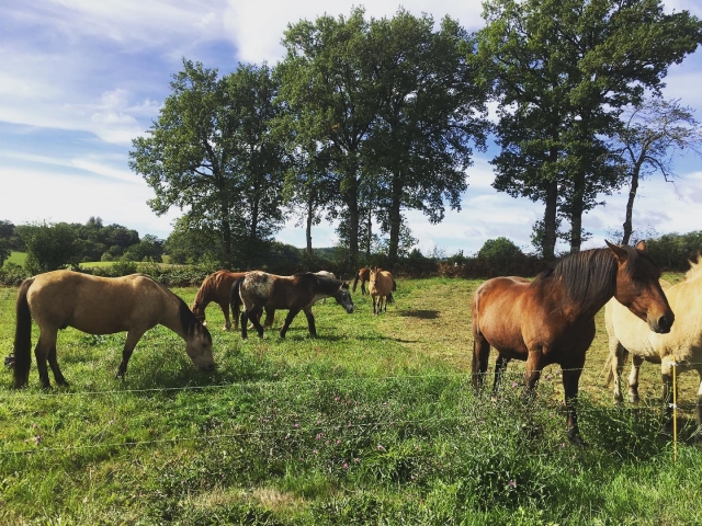  Los caballos recargan pilas en los prados 