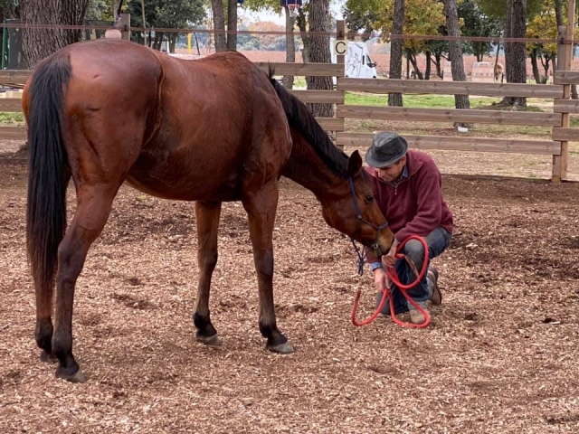  Passeggiata a cavallo nel Vaucluse 