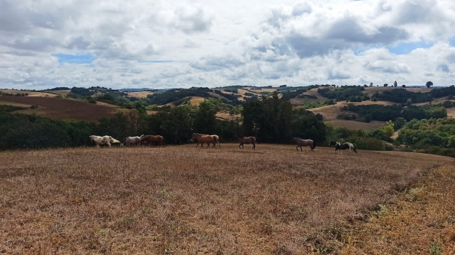  Bella e grande pianura della regione dell'Occitania 