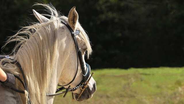  Passeggiate a cavallo nella natura della Somme 