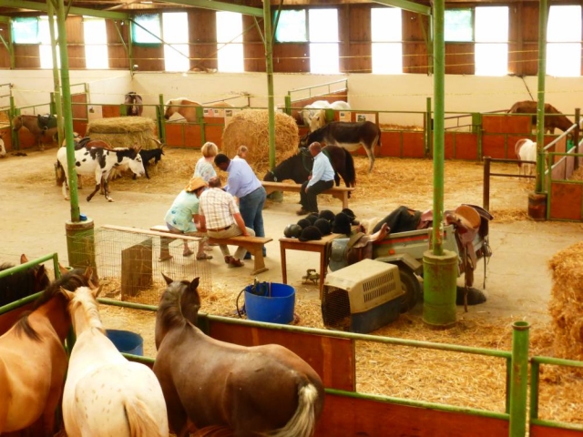  Preparazione dei cavalli prima della cavalcata 