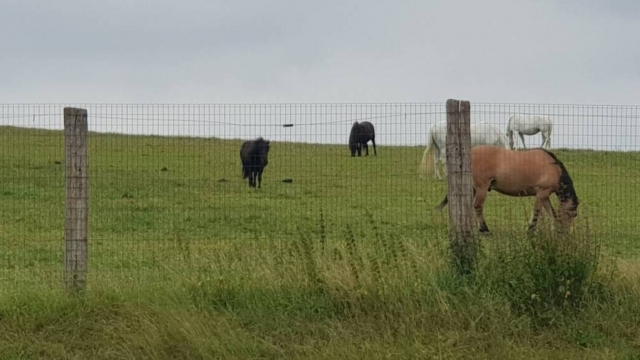  Los ponis están en los prados de Hauts-de-France