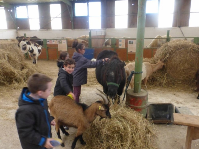  Preparando el pony antes del paseo 