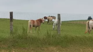 Double -Pony Ride in Doullens - 1 hora