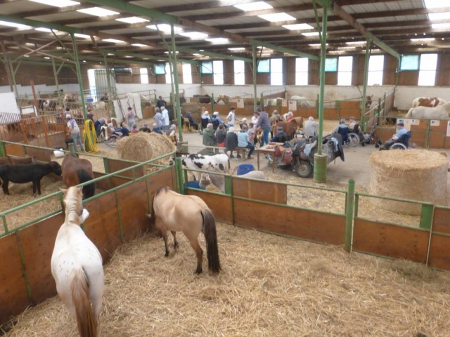  Los establos de caballos, ponis y ponis dobles 