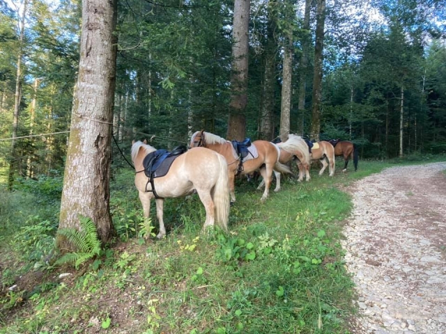  Breve escapada para nuestros caballos 