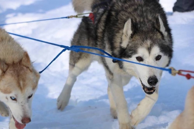  Our huskies are having fun in the snow