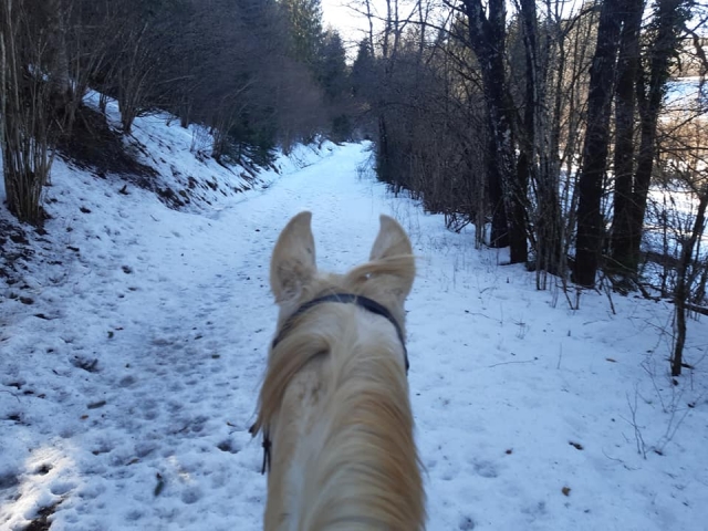  Horse sleigh ride in the woods 
